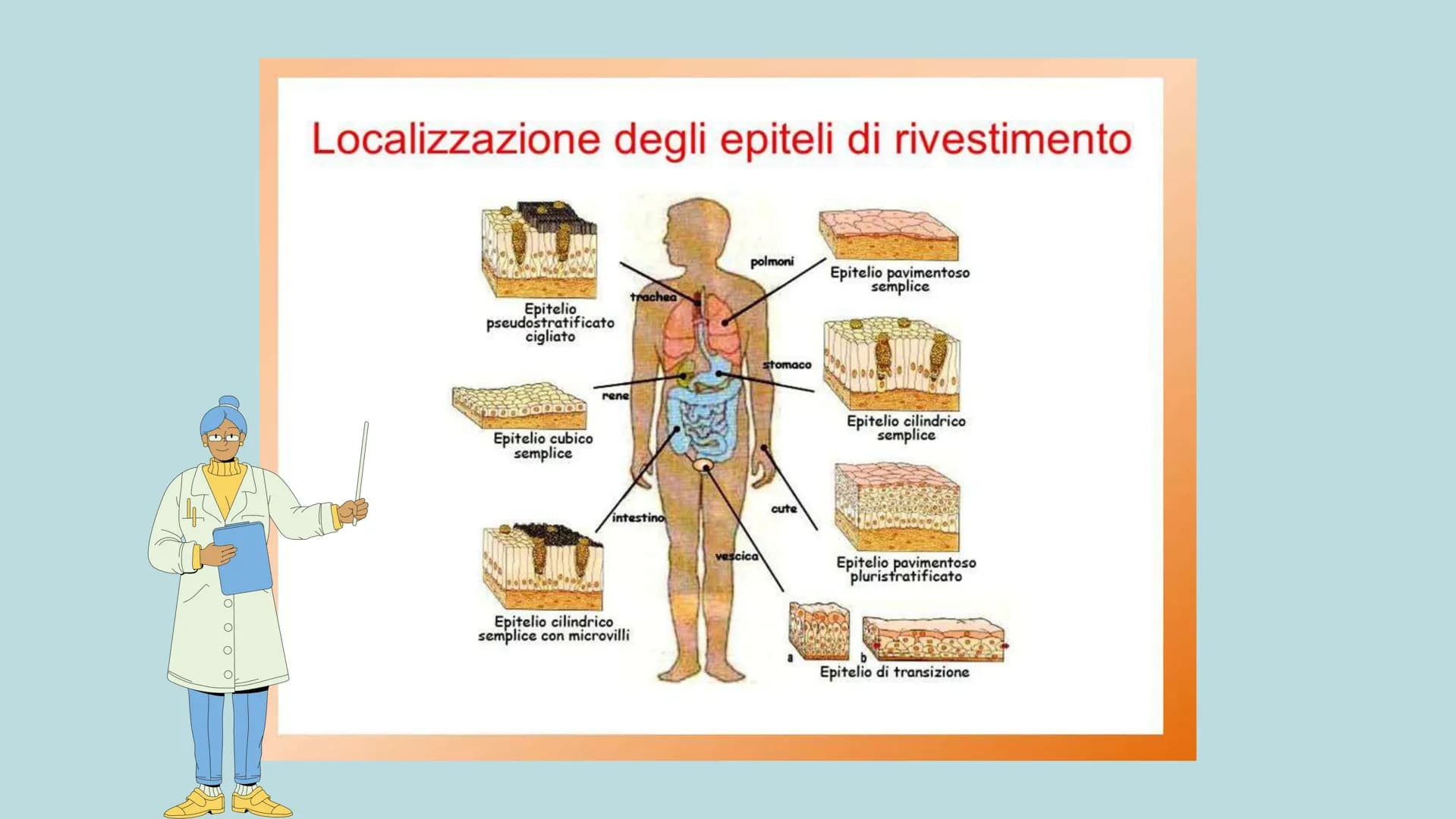 TESSUTO
EPITELIALE
OUT CHE COS'È?
IL TESSUTO EPITELIALE È UNO DEI QUATTRO TIPI FONDAMENTALI DI
TESSUTO CHE COMPONGONO IL NOSTRO CORPO E QUEL