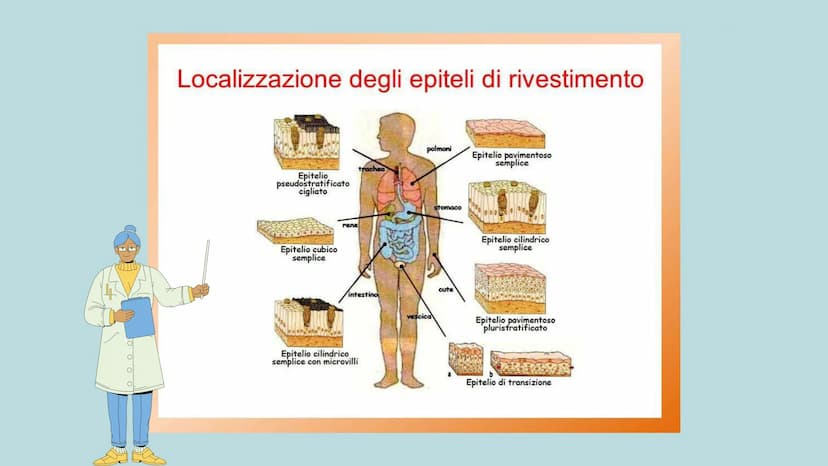 TESSUTO
EPITELIALE
OUT CHE COS'È?
IL TESSUTO EPITELIALE È UNO DEI QUATTRO TIPI FONDAMENTALI DI
TESSUTO CHE COMPONGONO IL NOSTRO CORPO E QUEL