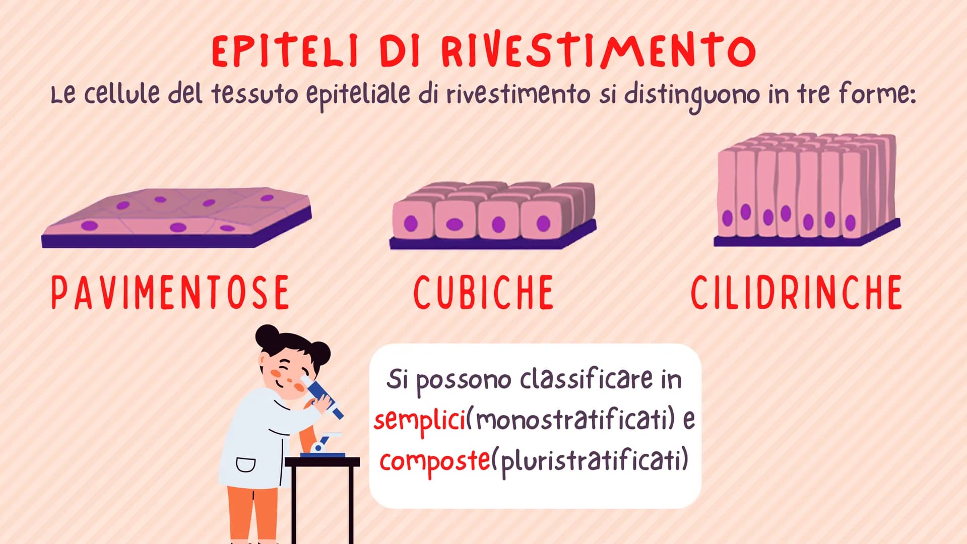TESSUTO
EPITELIALE
OUT CHE COS'È?
IL TESSUTO EPITELIALE È UNO DEI QUATTRO TIPI FONDAMENTALI DI
TESSUTO CHE COMPONGONO IL NOSTRO CORPO E QUEL