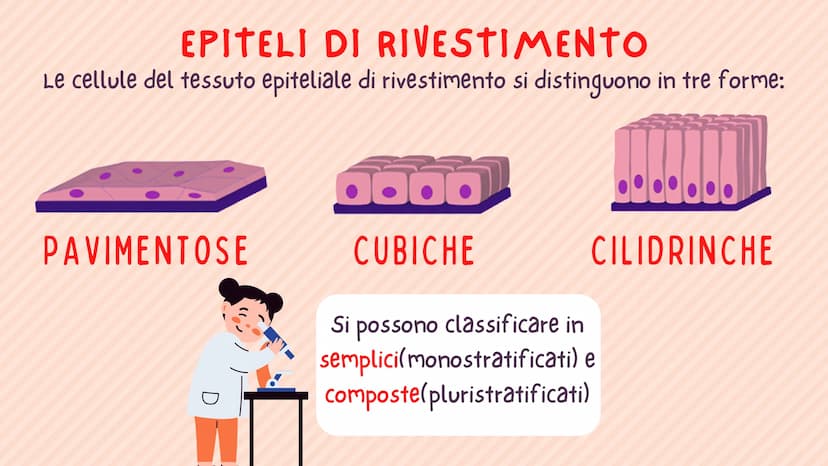 TESSUTO
EPITELIALE
OUT CHE COS'È?
IL TESSUTO EPITELIALE È UNO DEI QUATTRO TIPI FONDAMENTALI DI
TESSUTO CHE COMPONGONO IL NOSTRO CORPO E QUEL