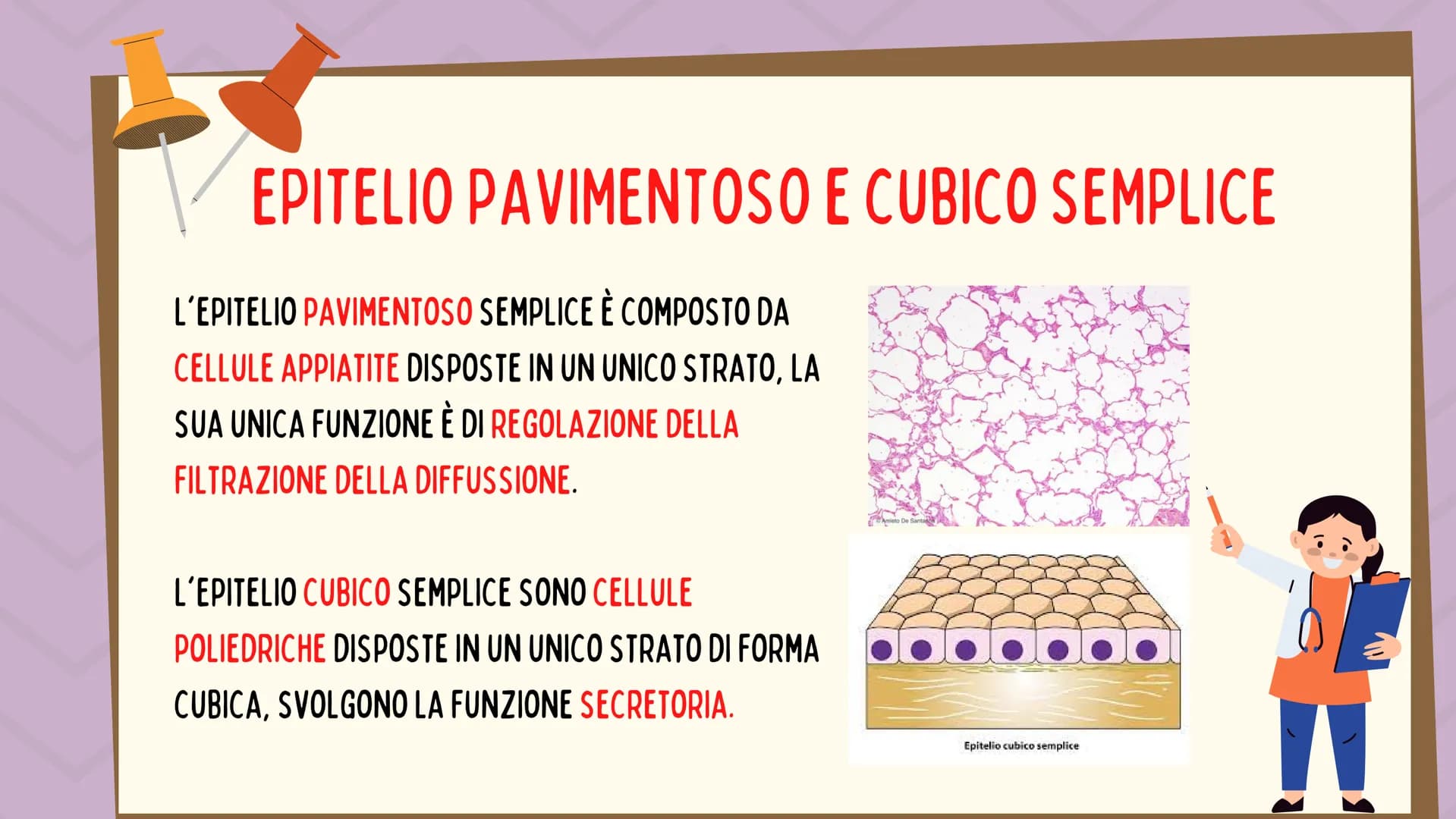 TESSUTO
EPITELIALE
OUT CHE COS'È?
IL TESSUTO EPITELIALE È UNO DEI QUATTRO TIPI FONDAMENTALI DI
TESSUTO CHE COMPONGONO IL NOSTRO CORPO E QUEL