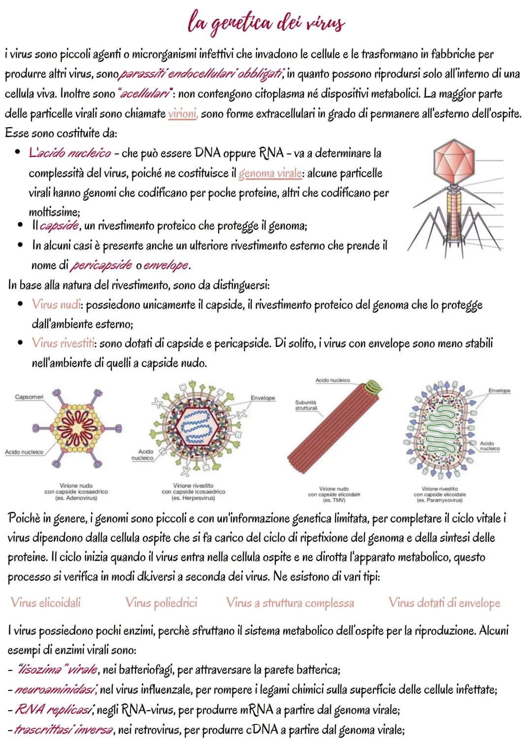 la genetica dei virus
i virus sono piccoli agenti o microrganismi infettivi che invadono le cellule e le trasformano in fabbriche per
produr