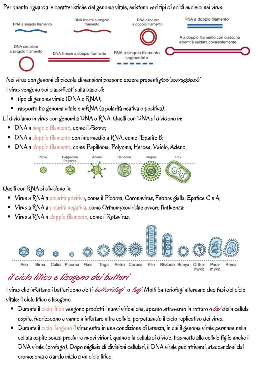 la genetica dei virus
i virus sono piccoli agenti o microrganismi infettivi che invadono le cellule e le trasformano in fabbriche per
produr