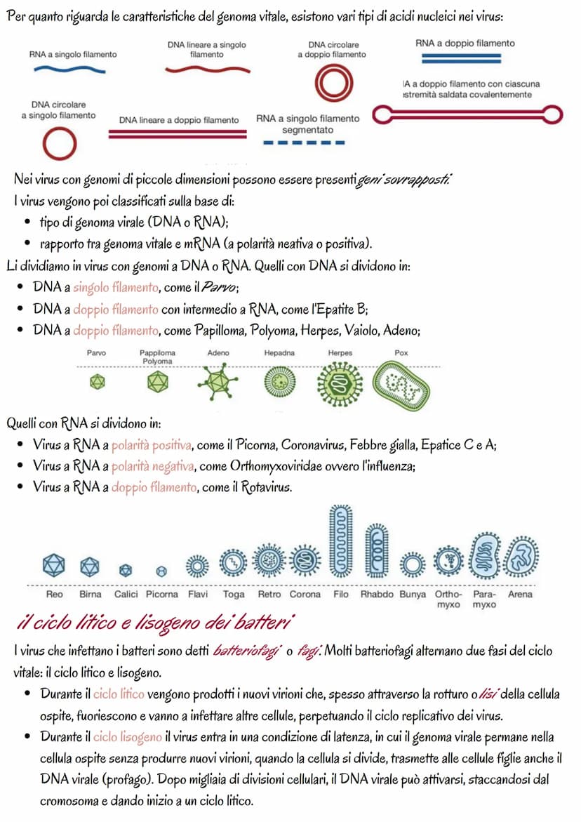 la genetica dei virus
i virus sono piccoli agenti o microrganismi infettivi che invadono le cellule e le trasformano in fabbriche per
produr