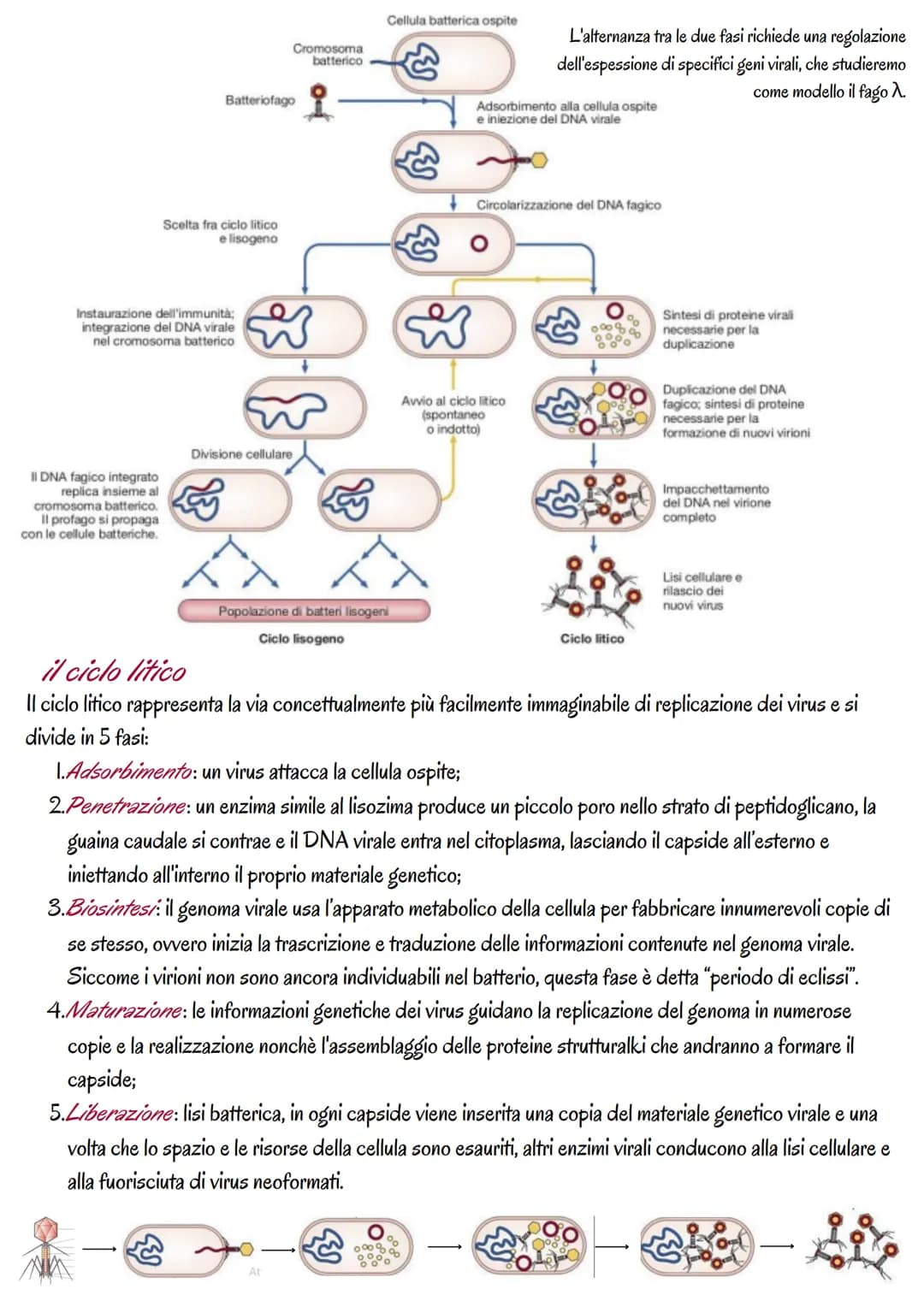 la genetica dei virus
i virus sono piccoli agenti o microrganismi infettivi che invadono le cellule e le trasformano in fabbriche per
produr