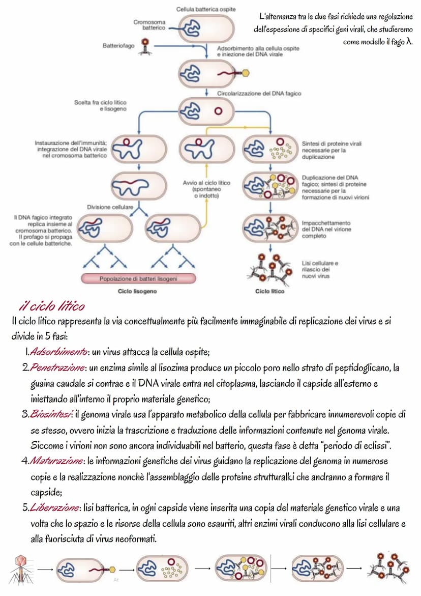 la genetica dei virus
i virus sono piccoli agenti o microrganismi infettivi che invadono le cellule e le trasformano in fabbriche per
produr