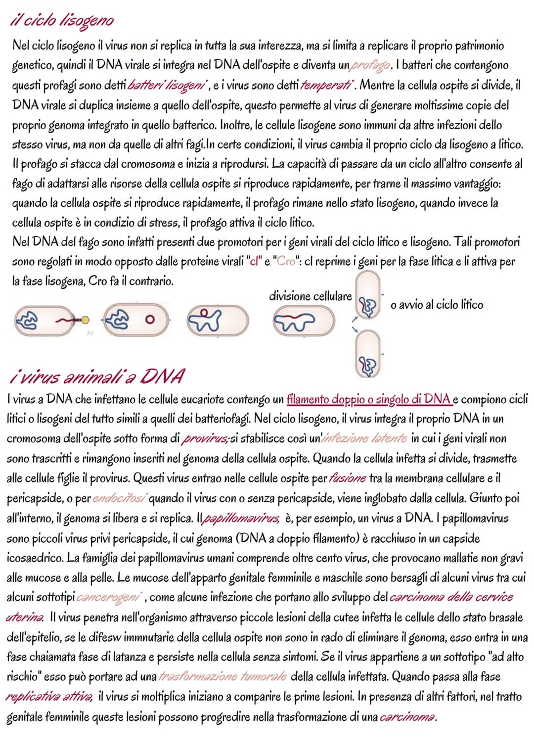 la genetica dei virus
i virus sono piccoli agenti o microrganismi infettivi che invadono le cellule e le trasformano in fabbriche per
produr