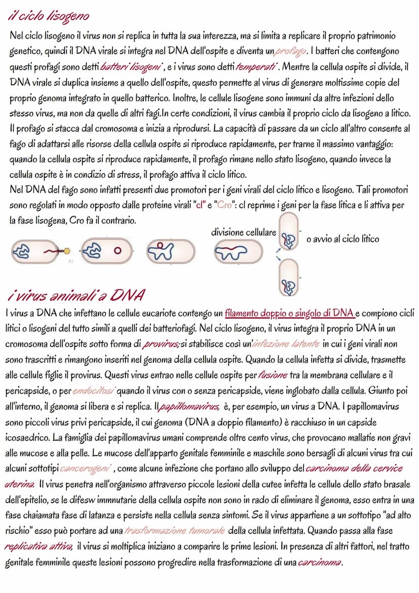 la genetica dei virus
i virus sono piccoli agenti o microrganismi infettivi che invadono le cellule e le trasformano in fabbriche per
produr