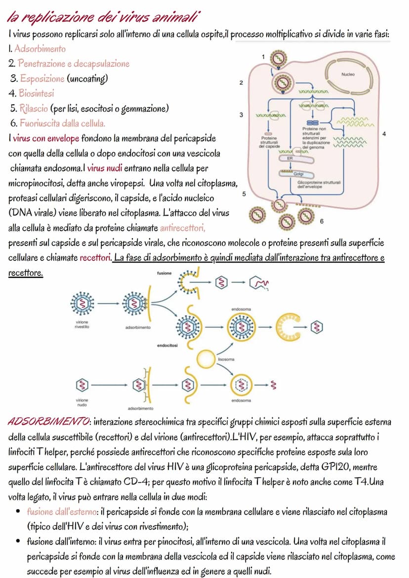 la genetica dei virus
i virus sono piccoli agenti o microrganismi infettivi che invadono le cellule e le trasformano in fabbriche per
produr