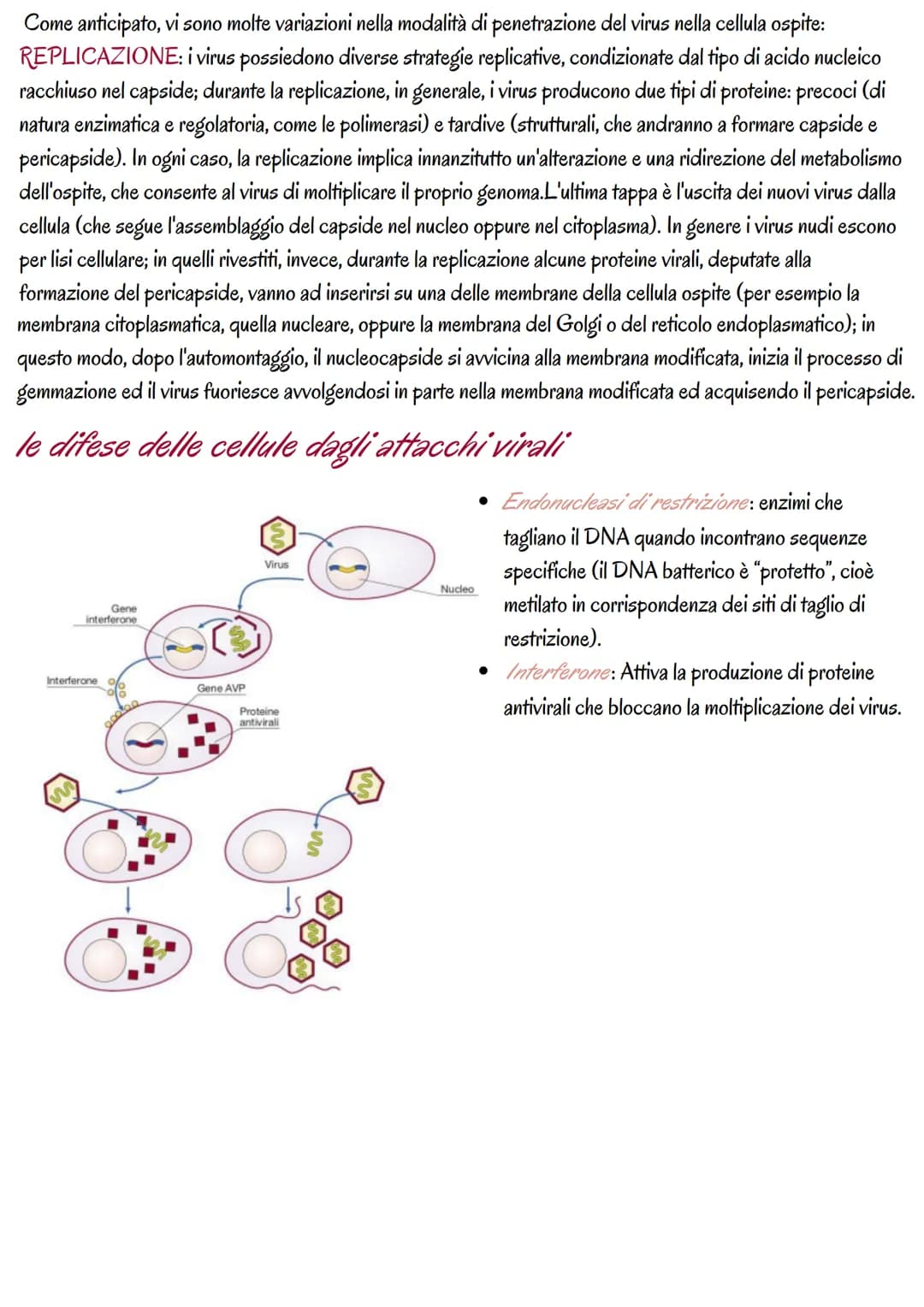 la genetica dei virus
i virus sono piccoli agenti o microrganismi infettivi che invadono le cellule e le trasformano in fabbriche per
produr