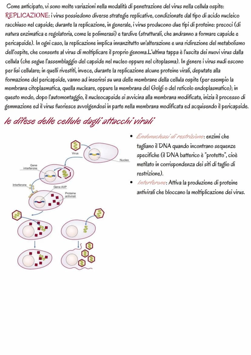 la genetica dei virus
i virus sono piccoli agenti o microrganismi infettivi che invadono le cellule e le trasformano in fabbriche per
produr