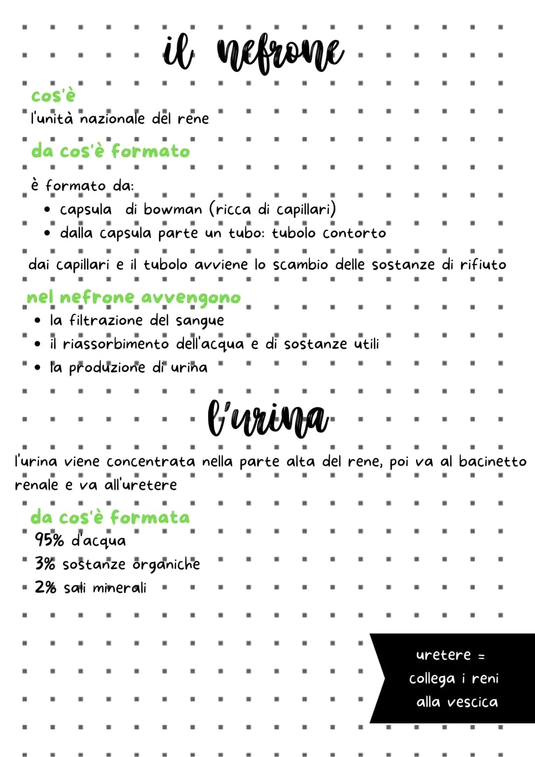 a che cosa serve:
■
elimina le sostanze di rifiuto
■
diversi apparati e organi che eliminano le sostanze
La pelle con il sudore
"
·
-
il feg