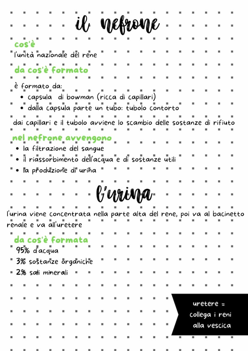 a che cosa serve:
■
elimina le sostanze di rifiuto
■
diversi apparati e organi che eliminano le sostanze
La pelle con il sudore
"
·
-
il feg
