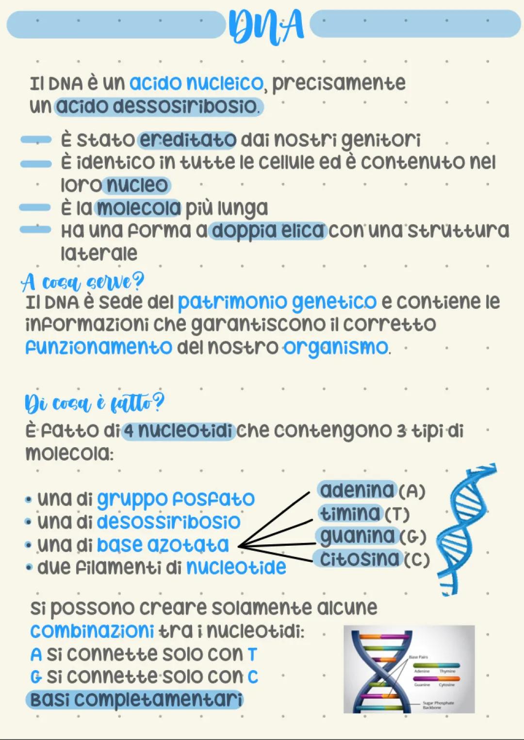 Struttura e Funzioni del DNA