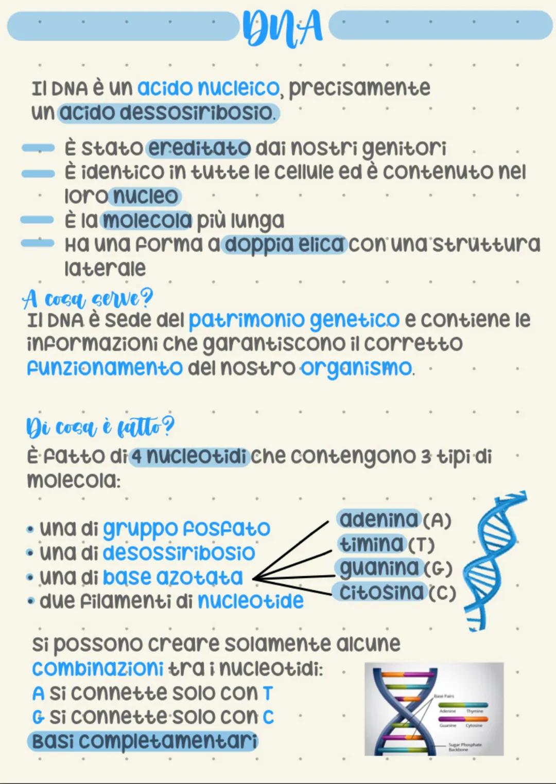 DNA
II DNA è un acido nucleico, precisamente
un acido dessosiribosio.
È stato ereditato dai nostri genitori
È identico in tutte le cellule e