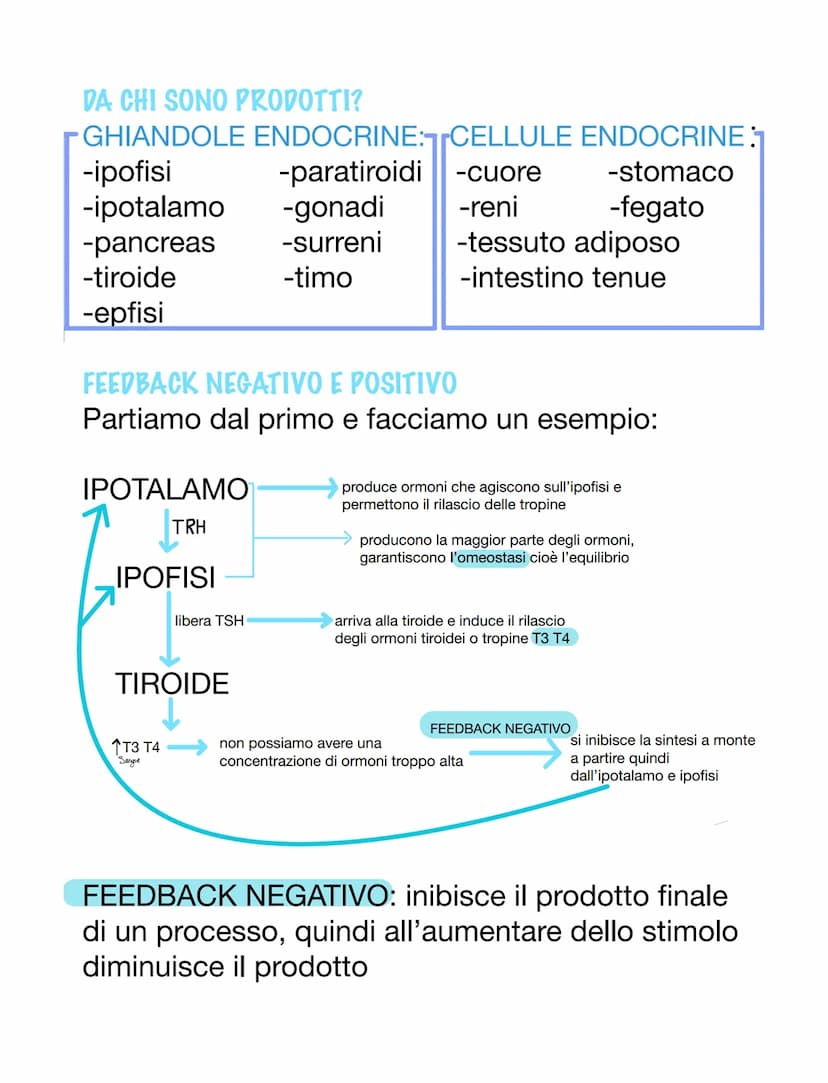 SISTEMA ENDOCRINO E ORMONI
ORMONI
Essi sono molecole e possono avere varie origini.
Essi sono dei messaggeri chimici, vanno nel
sangue o nel