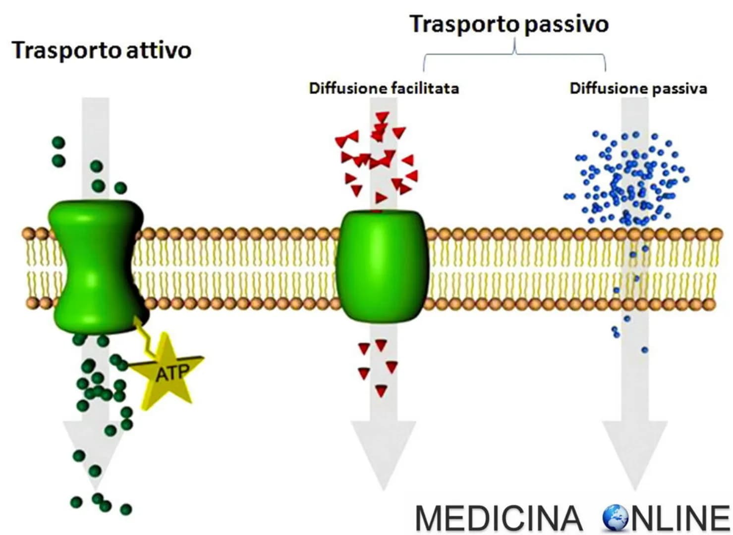 a
membrana struttura = selettivamente permanente - regolazione trasporto.
la differenza di del
region contigue doe
il saluto e più
Concentra