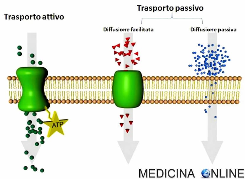a
membrana struttura = selettivamente permanente - regolazione trasporto.
la differenza di del
region contigue doe
il saluto e più
Concentra