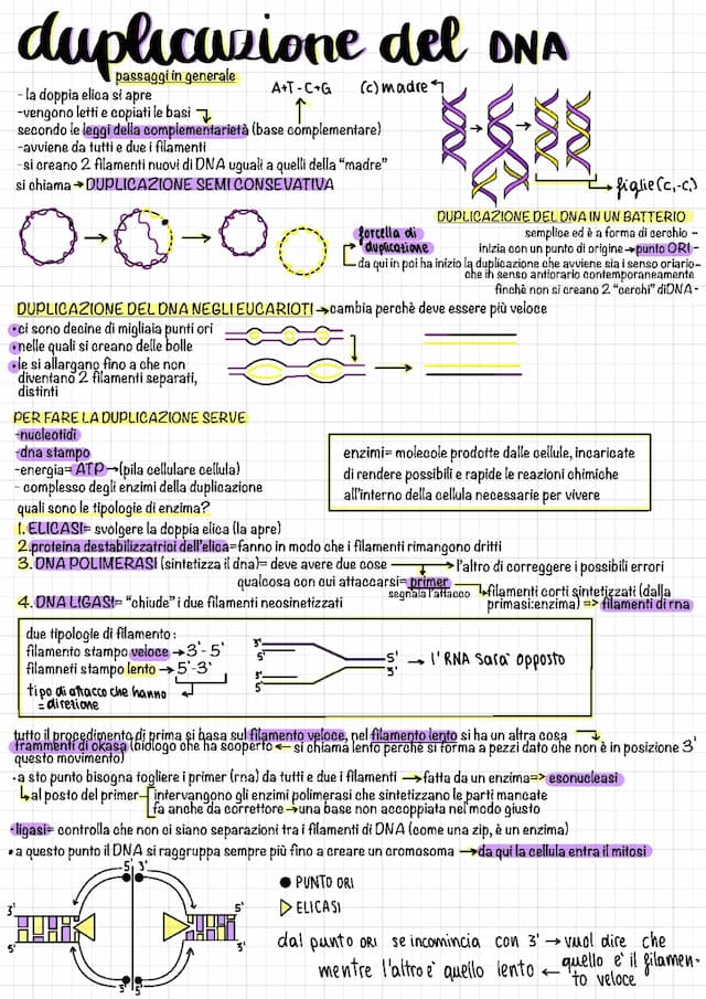 Know duplicazione, trascrizione e traduzione del DNA thumbnail