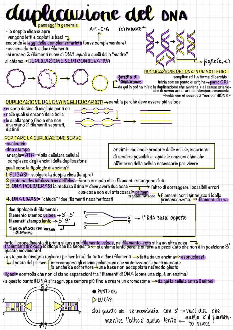 Know duplicazione, trascrizione e traduzione del DNA thumbnail