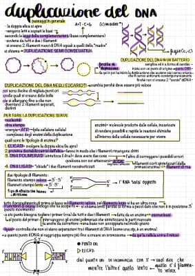 Know duplicazione, trascrizione e traduzione del DNA thumbnail