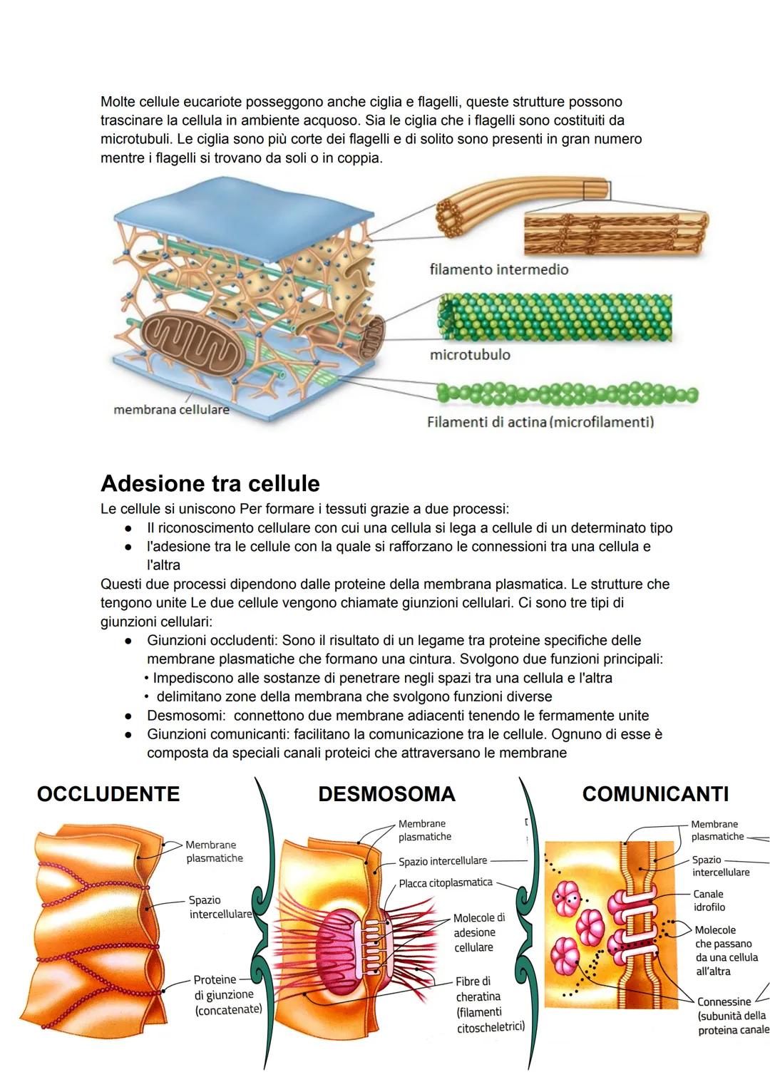 Membrana
Le cellule sono delimitate da membrane, dallo spessore di 5/8 nanometri. La struttura di
base delle membrane cellulari è detta mode