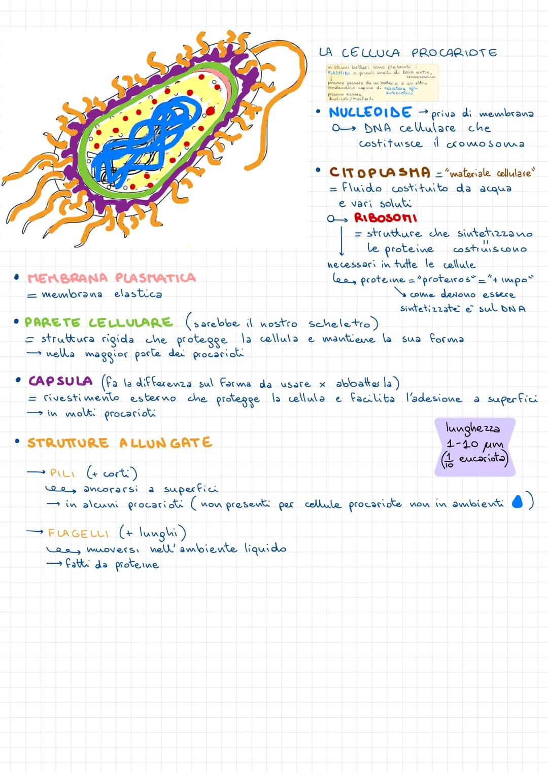 • MEMBRANA PLASMATICA
- membrana elastica
LA CELLUCA PROCARIOTE
in akuni batteri sono presenti
PLASMIDI piccoli anelli di DNA extra.
Cromoso