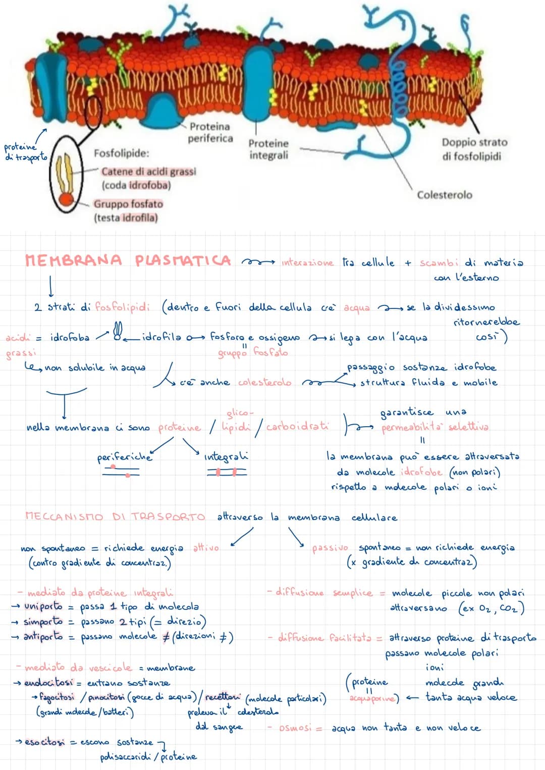 • MEMBRANA PLASMATICA
- membrana elastica
LA CELLUCA PROCARIOTE
in akuni batteri sono presenti
PLASMIDI piccoli anelli di DNA extra.
Cromoso