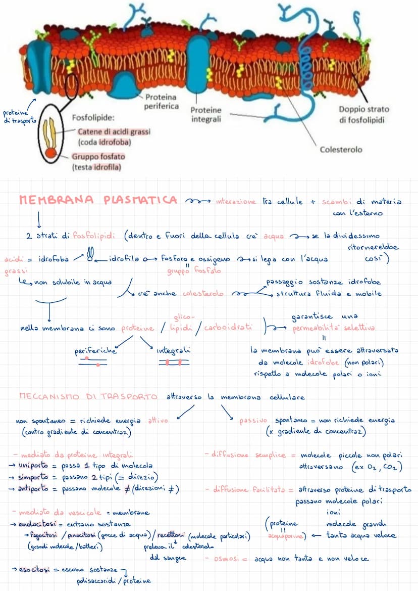 • MEMBRANA PLASMATICA
- membrana elastica
LA CELLUCA PROCARIOTE
in akuni batteri sono presenti
PLASMIDI piccoli anelli di DNA extra.
Cromoso