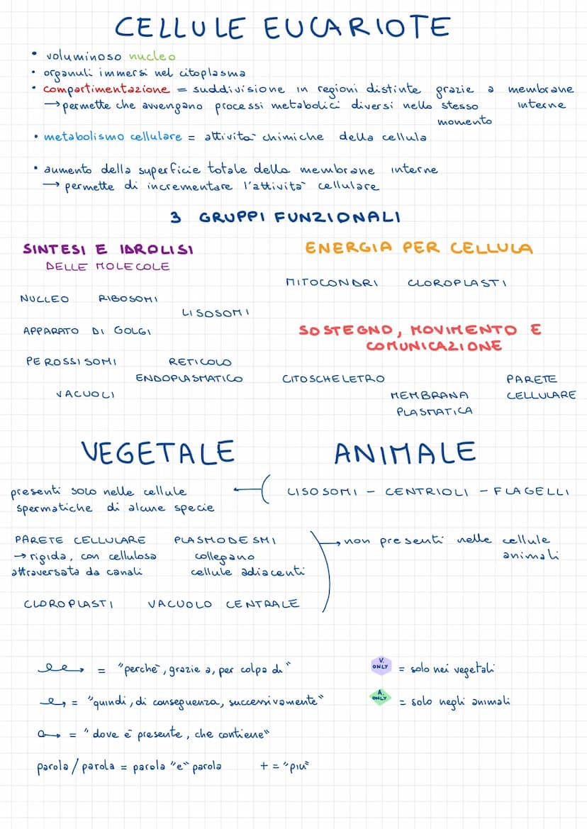 • MEMBRANA PLASMATICA
- membrana elastica
LA CELLUCA PROCARIOTE
in akuni batteri sono presenti
PLASMIDI piccoli anelli di DNA extra.
Cromoso
