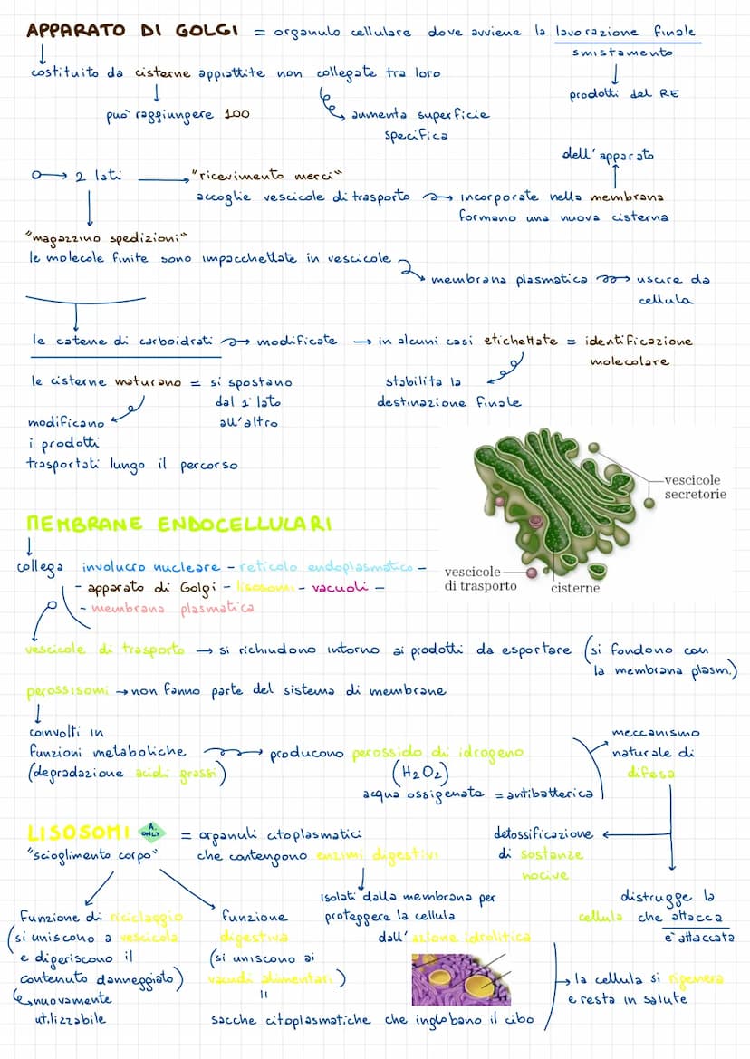 • MEMBRANA PLASMATICA
- membrana elastica
LA CELLUCA PROCARIOTE
in akuni batteri sono presenti
PLASMIDI piccoli anelli di DNA extra.
Cromoso