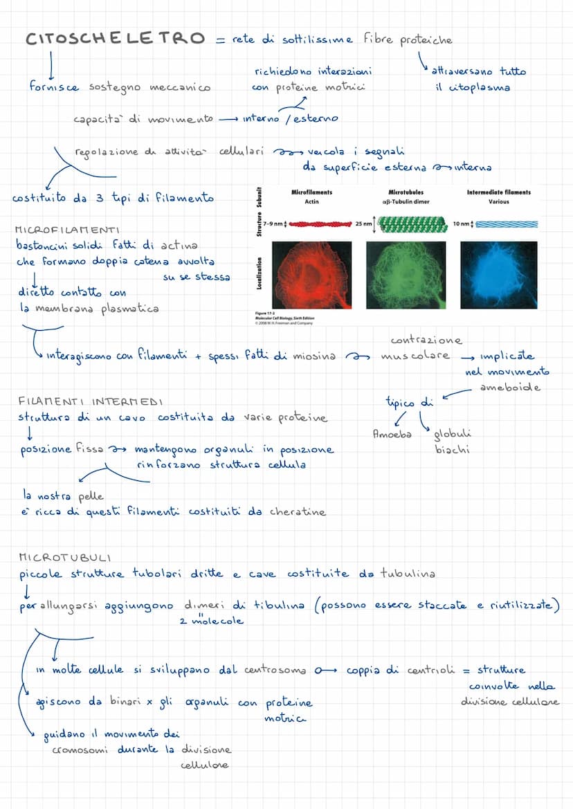 • MEMBRANA PLASMATICA
- membrana elastica
LA CELLUCA PROCARIOTE
in akuni batteri sono presenti
PLASMIDI piccoli anelli di DNA extra.
Cromoso