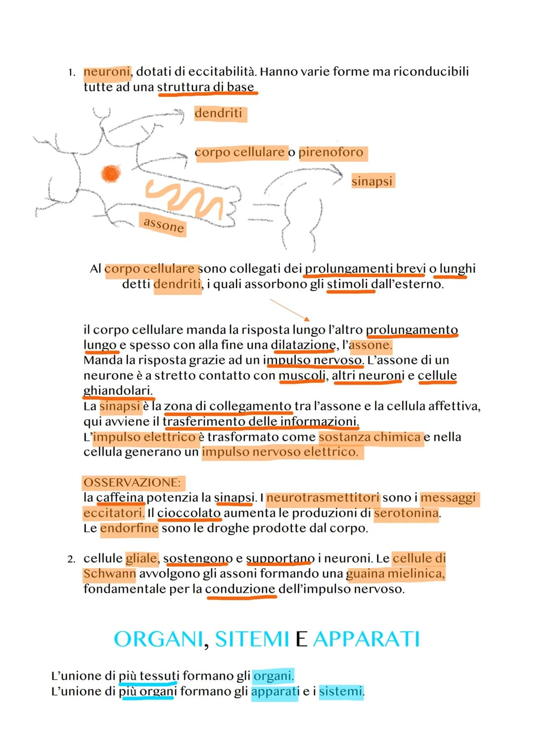 ANATOMIA E FISIOLOGIA
Anatomia= studia le parti del corpo umano.
Fisiologia= studia il funzionamento delle parti del corpo umano.
GENOMA
Ogn