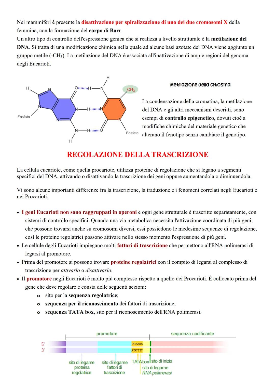 # L'espressione genica

Il controllo dell'espressione genica degli Eucarioti si attua:

*   a livello dello sviluppo; in base allo stadio di