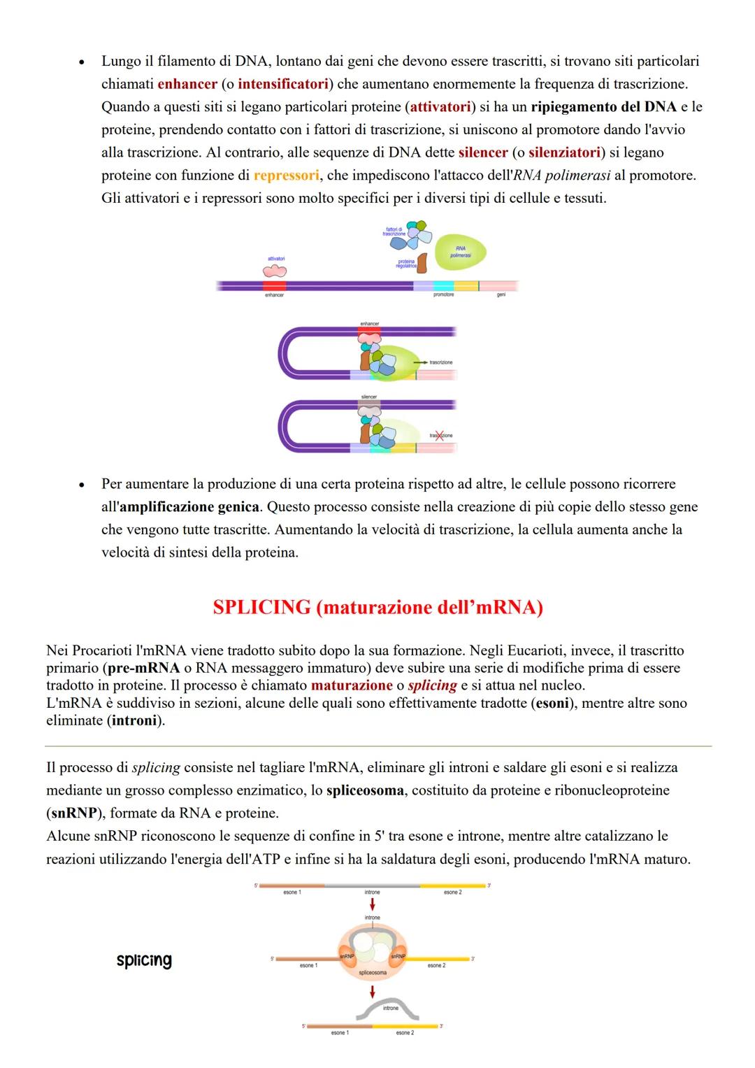 # L'espressione genica

Il controllo dell'espressione genica degli Eucarioti si attua:

*   a livello dello sviluppo; in base allo stadio di