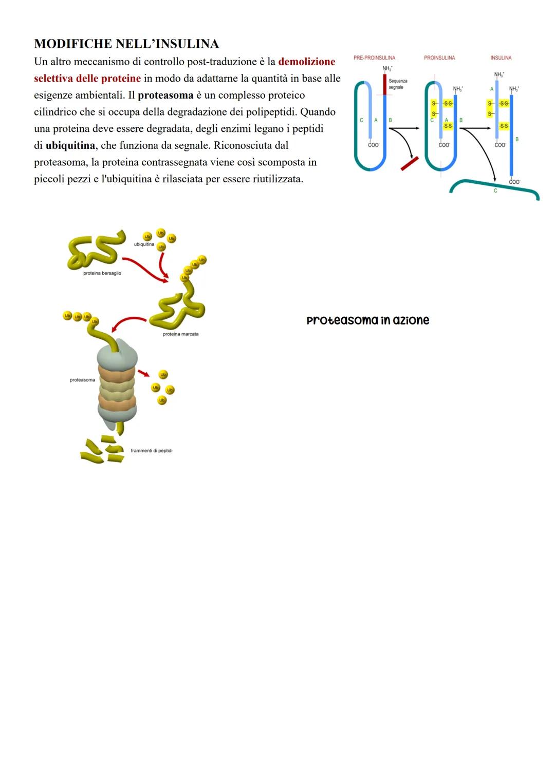# L'espressione genica

Il controllo dell'espressione genica degli Eucarioti si attua:

*   a livello dello sviluppo; in base allo stadio di