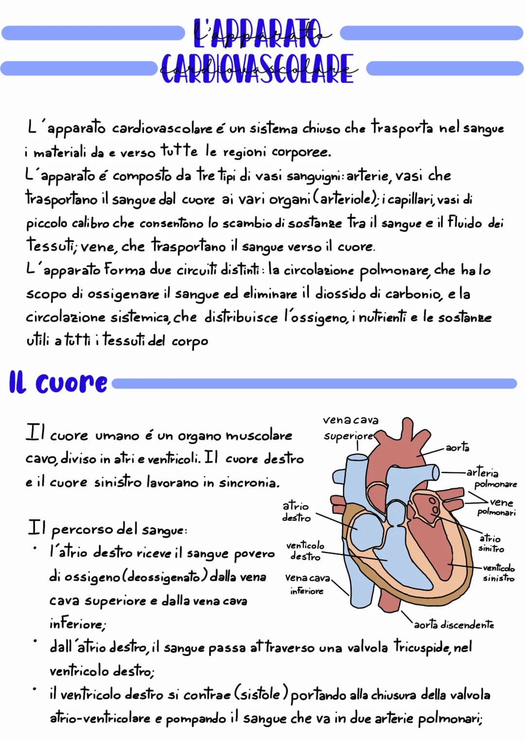 L'APPARATO
CARDIOVASCOLARE
L'apparato cardiovascolare e un sistema chiuso che trasporta nel sangue
i materiali da e verso tutte le regioni c