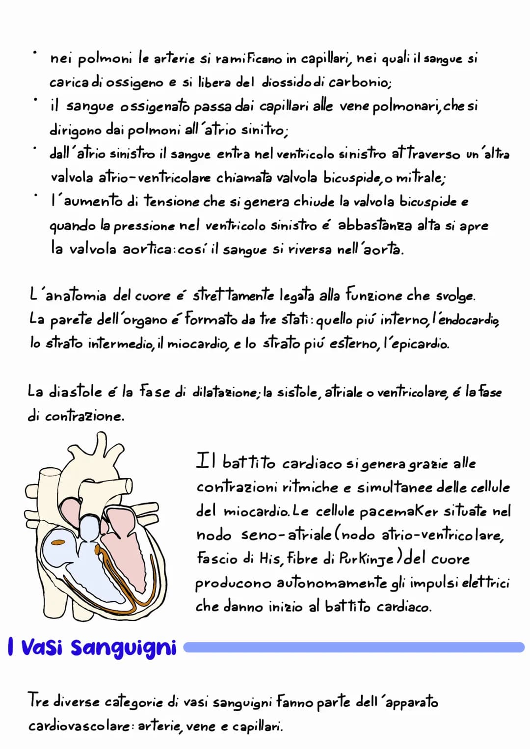 L'APPARATO
CARDIOVASCOLARE
L'apparato cardiovascolare e un sistema chiuso che trasporta nel sangue
i materiali da e verso tutte le regioni c