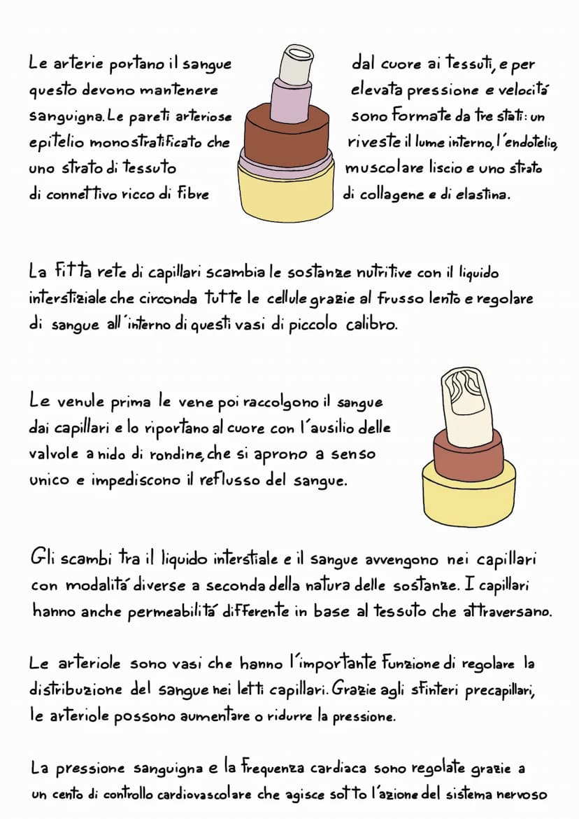 L'APPARATO
CARDIOVASCOLARE
L'apparato cardiovascolare e un sistema chiuso che trasporta nel sangue
i materiali da e verso tutte le regioni c