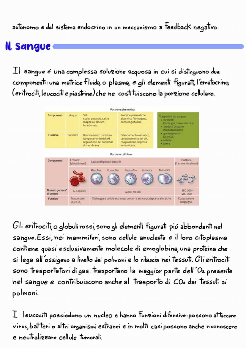 L'APPARATO
CARDIOVASCOLARE
L'apparato cardiovascolare e un sistema chiuso che trasporta nel sangue
i materiali da e verso tutte le regioni c