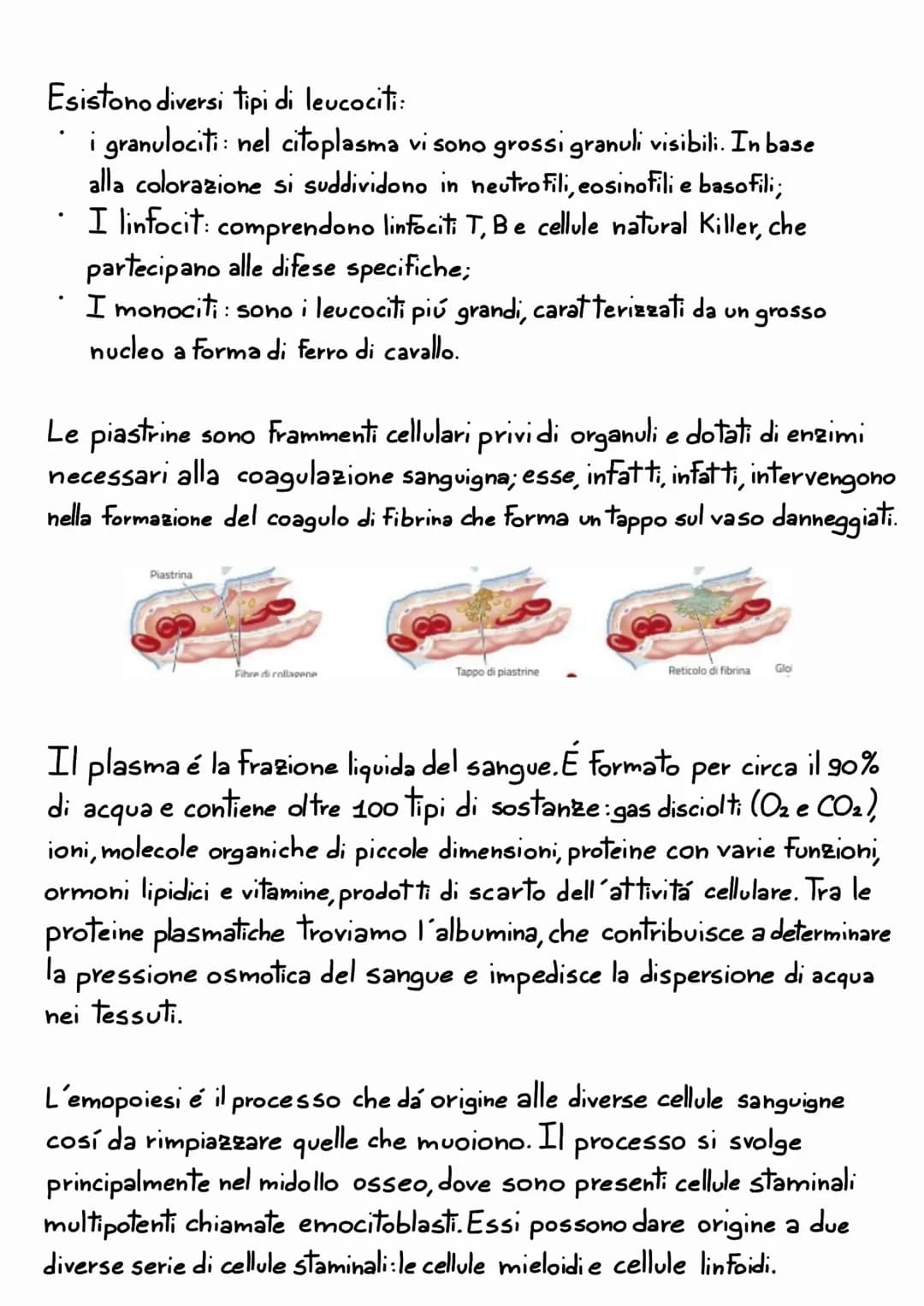 L'APPARATO
CARDIOVASCOLARE
L'apparato cardiovascolare e un sistema chiuso che trasporta nel sangue
i materiali da e verso tutte le regioni c