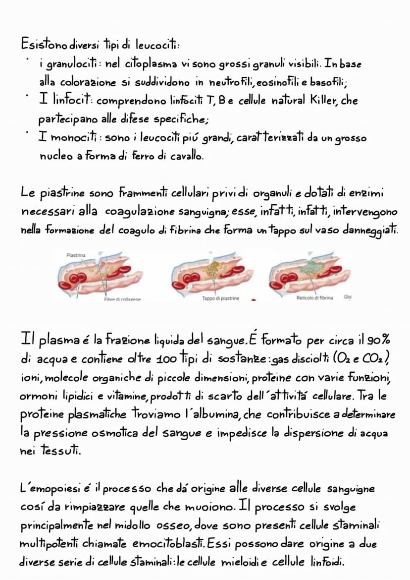 L'APPARATO
CARDIOVASCOLARE
L'apparato cardiovascolare e un sistema chiuso che trasporta nel sangue
i materiali da e verso tutte le regioni c