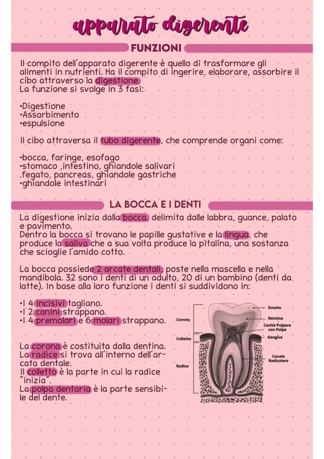 apparato digerente
FUNZIONI
Il compito dell'apparato digerente è quello di trasformare gli
alimenti in nutrienti. Ha il compito di ingerire,