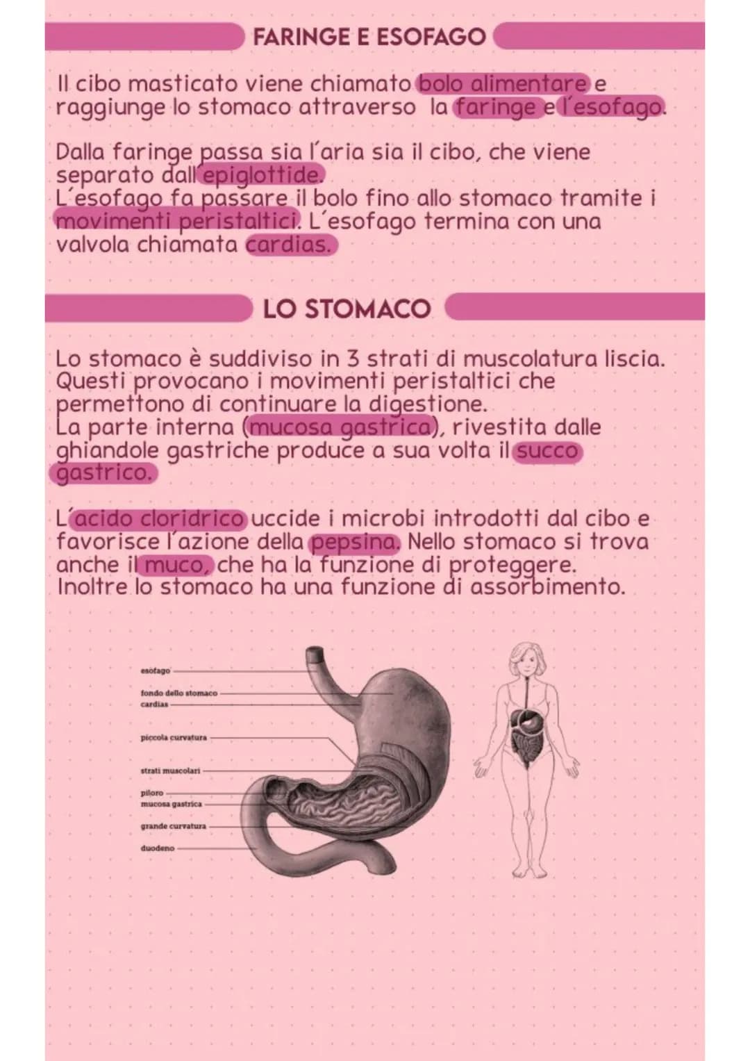 apparato digerente
FUNZIONI
Il compito dell'apparato digerente è quello di trasformare gli
alimenti in nutrienti. Ha il compito di ingerire,