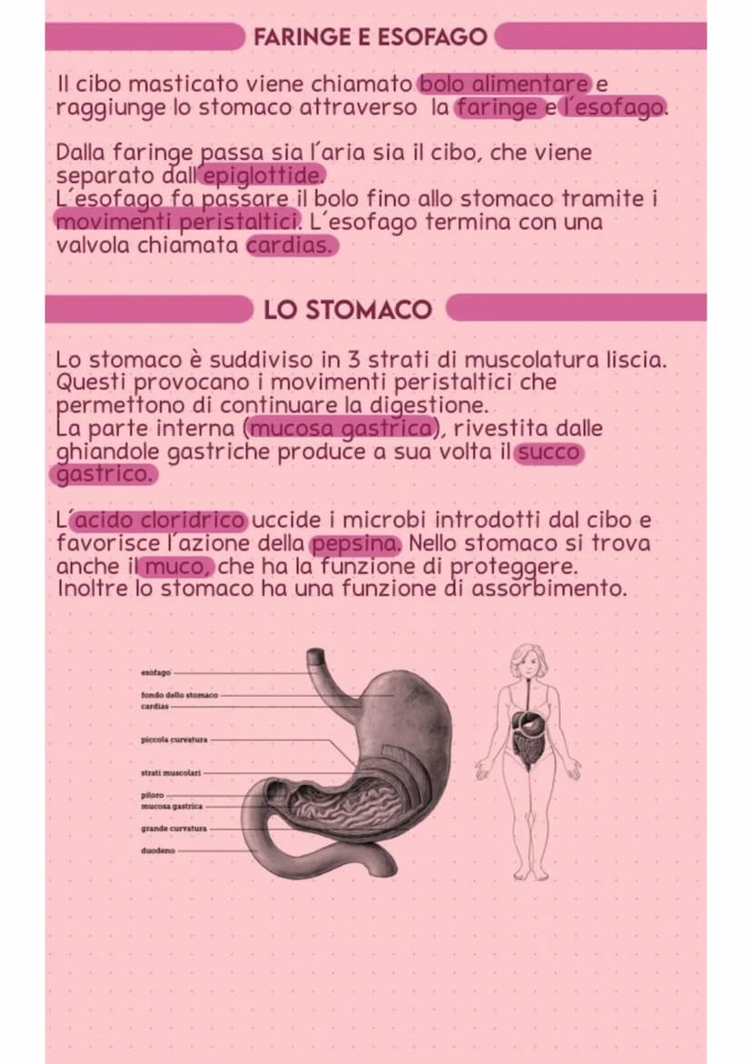 apparato digerente
FUNZIONI
Il compito dell'apparato digerente è quello di trasformare gli
alimenti in nutrienti. Ha il compito di ingerire,