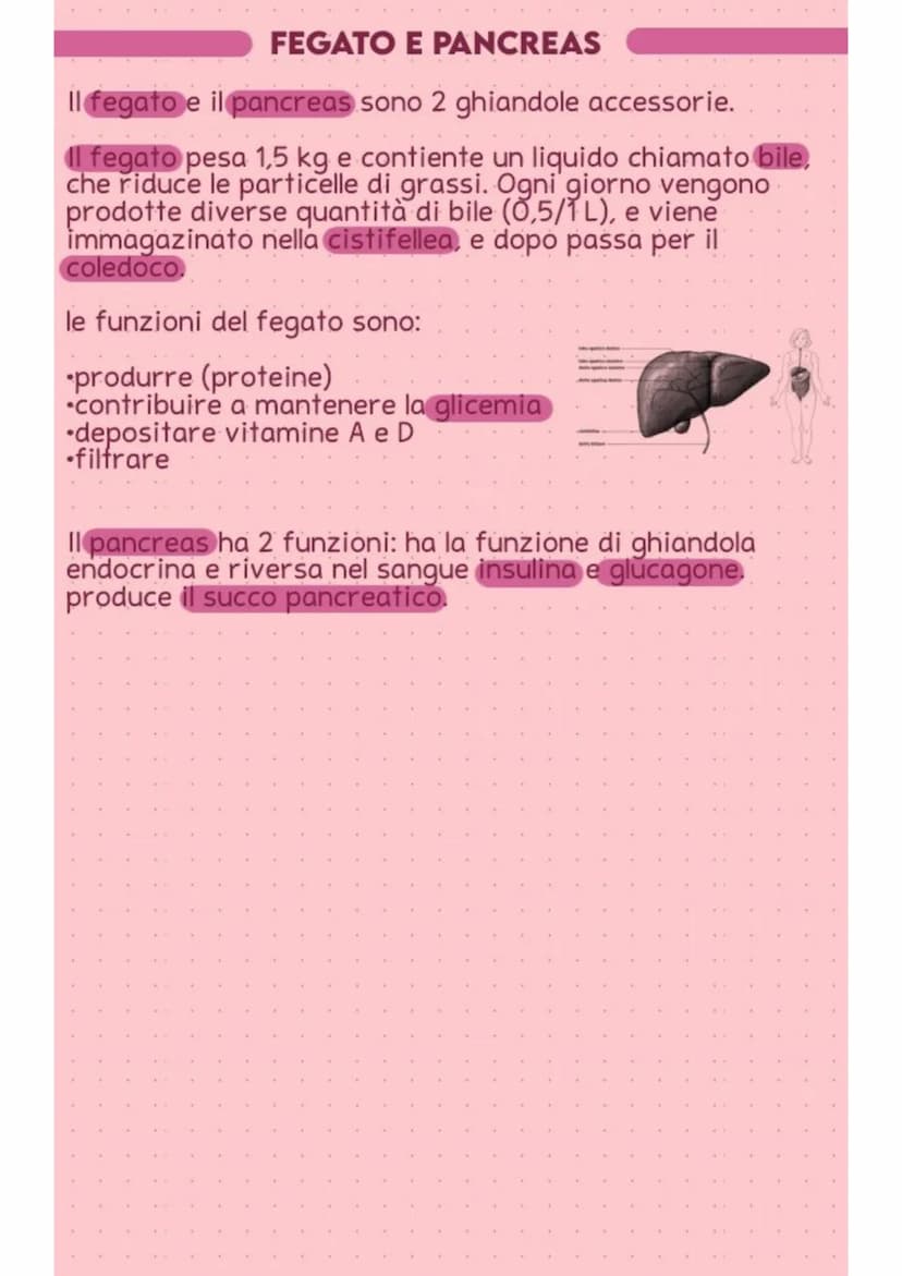 apparato digerente
FUNZIONI
Il compito dell'apparato digerente è quello di trasformare gli
alimenti in nutrienti. Ha il compito di ingerire,