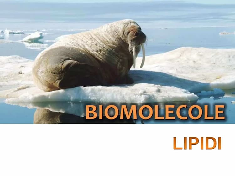 Know I lipidi  thumbnail