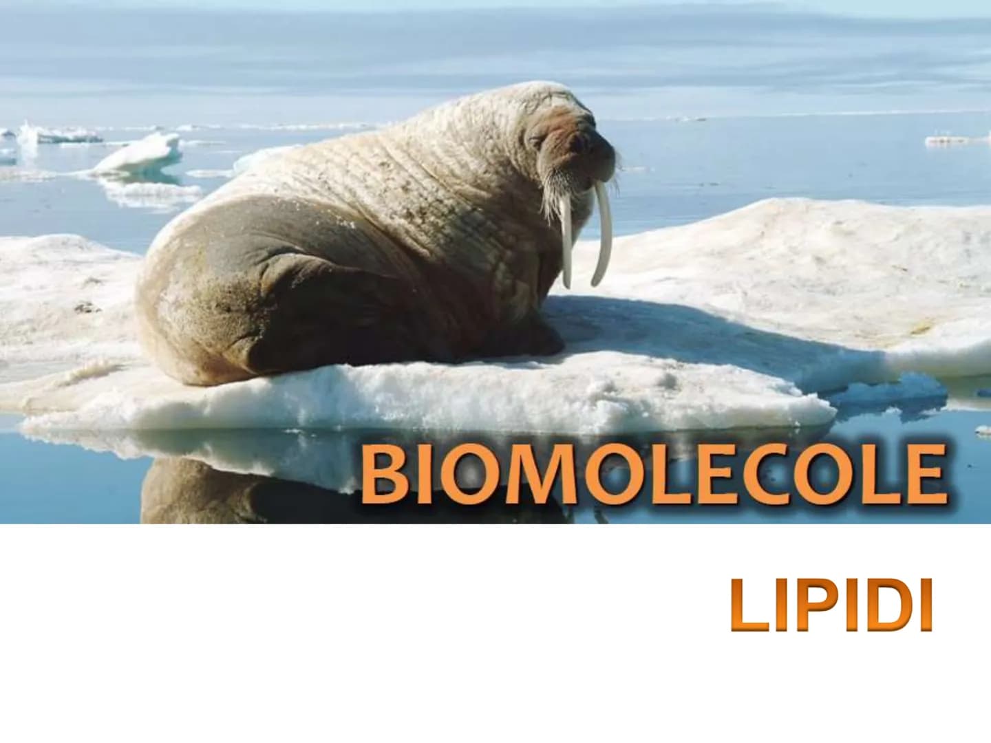 BIOMOLECOLE
LIPIDI GENERALITA'
• I lipidi sono:
▪la parola deriva dal greco lípos = grasso
▪caratterizzati da particolari proprietà di solub