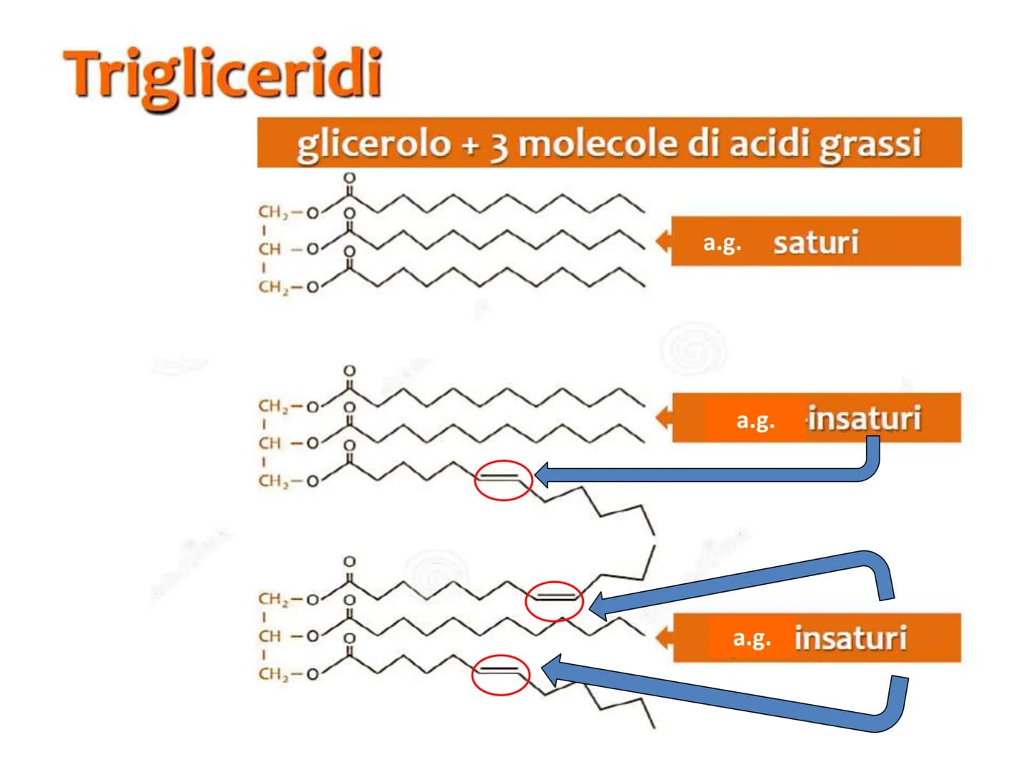BIOMOLECOLE
LIPIDI GENERALITA'
• I lipidi sono:
▪la parola deriva dal greco lípos = grasso
▪caratterizzati da particolari proprietà di solub