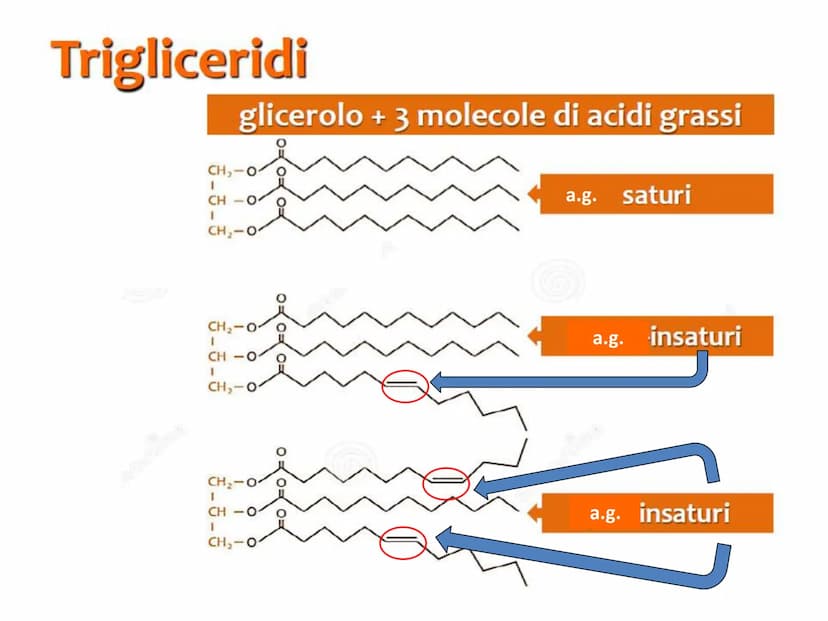 BIOMOLECOLE
LIPIDI GENERALITA'
• I lipidi sono:
▪la parola deriva dal greco lípos = grasso
▪caratterizzati da particolari proprietà di solub
